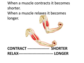When a muscle contracts it becomes
shorter.
When a muscle relaxes it becomes
longer.
CONTRACT ----------------- SHORTER
RELAX--------------------------- LONGER
 
