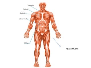 QUADRICEPS
 