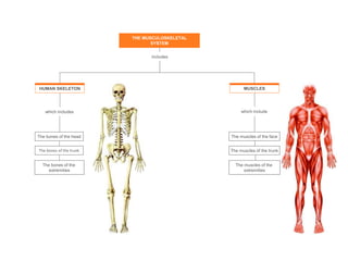 which includes
The bones of the head
The bones of the trunk
The bones of the
extremities
The muscles of the trunk
The muscles of the
extremities
which include
The muscles of the face
includes
THE MUSCULOSKELETAL
SYSTEM
HUMAN SKELETON MUSCLES
 