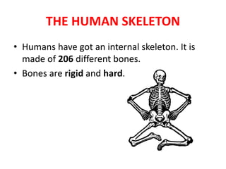 THE HUMAN SKELETON
• Humans have got an internal skeleton. It is
made of 206 different bones.
• Bones are rigid and hard.
 