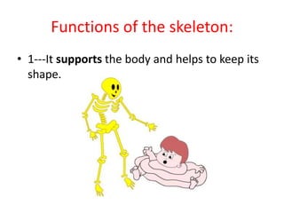 Functions of the skeleton:
• 1---It supports the body and helps to keep its
shape.
 