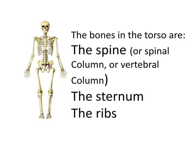 Skeletal system science 6