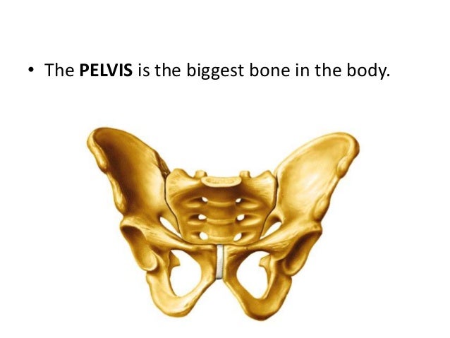Skeletal system science 6 Skeletal system science 6