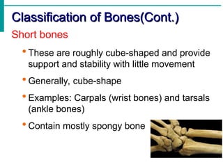 Comprehensive Overview of the Human Skeletal System: Structure ...