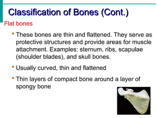 Comprehensive Overview of the Human Skeletal System: Structure ...