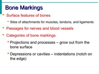 Specific Bone Features Comprehensive Overview of the Human Skeletal System: Structure ...
