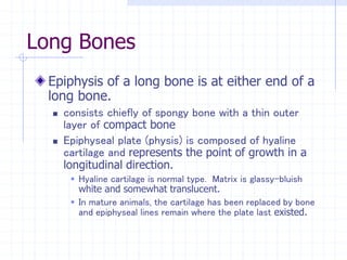 Long Bones
Epiphysis of a long bone is at either end of a
long bone.
 consists chiefly of spongy bone with a thin outer
layer of compact bone
 Epiphyseal plate (physis) is composed of hyaline
cartilage and represents the point of growth in a
longitudinal direction.
 Hyaline cartilage is normal type. Matrix is glassy-bluish
white and somewhat translucent.
 In mature animals, the cartilage has been replaced by bone
and epiphyseal lines remain where the plate last existed.
 