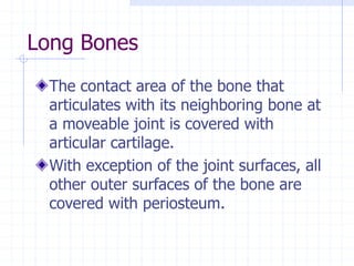 Long Bones
The contact area of the bone that
articulates with its neighboring bone at
a moveable joint is covered with
articular cartilage.
With exception of the joint surfaces, all
other outer surfaces of the bone are
covered with periosteum.
 