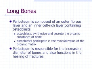 Long Bones
Periosteum is composed of an outer fibrous
layer and an inner cell-rich layer containing
osteoblasts.
 osteoblasts synthesize and secrete the organic
substance of bone
 osteoblasts participate in the mineralization of the
organic matrix
Periosteum is responsible for the increase in
diameter of bones and also functions in the
healing of fractures.
 