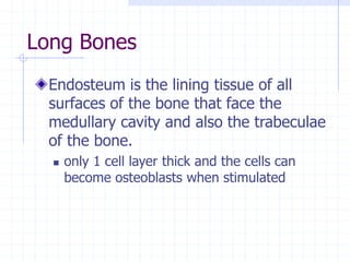 Long Bones
Endosteum is the lining tissue of all
surfaces of the bone that face the
medullary cavity and also the trabeculae
of the bone.
 only 1 cell layer thick and the cells can
become osteoblasts when stimulated
 