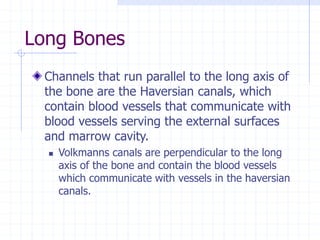 Long Bones
Channels that run parallel to the long axis of
the bone are the Haversian canals, which
contain blood vessels that communicate with
blood vessels serving the external surfaces
and marrow cavity.
 Volkmanns canals are perpendicular to the long
axis of the bone and contain the blood vessels
which communicate with vessels in the haversian
canals.
 