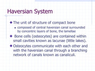 Haversian System
The unit of structure of compact bone
 composed of central haversian canal surrounded
by concentric layers of bone, the lamellae
Bone cells (osteocytes) are contained within
small cavities known as lacunae (little lakes).
Osteocytes communicate with each other and
with the haversian canal through a branching
network of canals known as canaliculi.
 