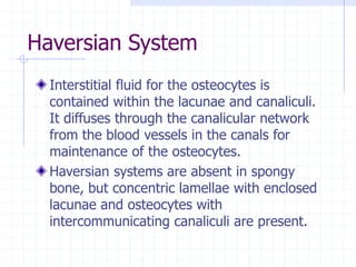 Haversian System
Interstitial fluid for the osteocytes is
contained within the lacunae and canaliculi.
It diffuses through the canalicular network
from the blood vessels in the canals for
maintenance of the osteocytes.
Haversian systems are absent in spongy
bone, but concentric lamellae with enclosed
lacunae and osteocytes with
intercommunicating canaliculi are present.
 