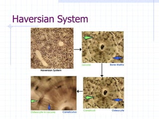 Haversian System
 