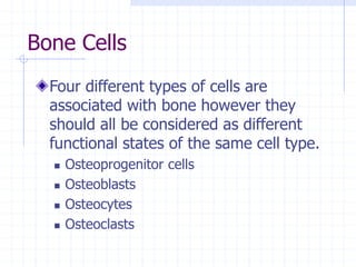Bone Cells
Four different types of cells are
associated with bone however they
should all be considered as different
functional states of the same cell type.
 Osteoprogenitor cells
 Osteoblasts
 Osteocytes
 Osteoclasts
 
