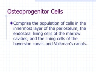 Osteoprogenitor Cells
Comprise the population of cells in the
innermost layer of the periosteum, the
endosteal lining cells of the marrow
cavities, and the lining cells of the
haversian canals and Volkman’s canals.
 