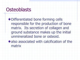 Osteoblasts
Differentiated bone forming cells
responsible for the production of bone
matrix. Its secretion of collagen and
ground substance makes up the initial
unmineralized bone or osteoid.
also associated with calcification of the
matrix
 