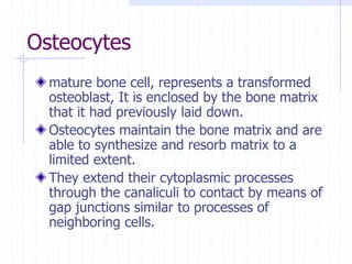 Osteocytes
mature bone cell, represents a transformed
osteoblast, It is enclosed by the bone matrix
that it had previously laid down.
Osteocytes maintain the bone matrix and are
able to synthesize and resorb matrix to a
limited extent.
They extend their cytoplasmic processes
through the canaliculi to contact by means of
gap junctions similar to processes of
neighboring cells.
 