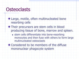Osteoclasts
Large, motile, often multinucleated bone
resorbing cells
Their precursors are stem cells in blood
producing tissue of bone, marrow and spleen.
 stem cells differentiate into bone-resorbing
monocytes and then fuse with others to form large
multinucleated osteoclasts
Considered to be members of the diffuse
mononuclear phagocyte system
 