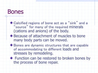 Bones
Calcified regions of bone act as a “sink” and a
“source” for many of the required minerals
(cations and anions) of the body.
Because of attachment of muscles to bone
many body parts can be moved.
Bones are dynamic structures that are capable
of accommodating to different loads and
stresses by remodeling.
Function can be restored to broken bones by
the process of bone repair.
 
