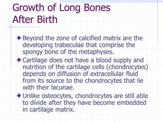 Growth of Long Bones
After Birth
Beyond the zone of calcified matrix are the
developing trabeculae that comprise the
spongy bone of the metaphyses.
Cartilage does not have a blood supply and
nutrition of the cartilage cells (chondrocytes)
depends on diffusion of extracellular fluid
from its source to the chondrocytes that lie
with their lacunae.
Unlike osteocytes, chondrocytes are still able
to divide after they have become embedded
in cartilage matrix.
 