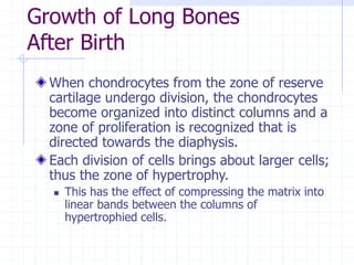 Growth of Long Bones
After Birth
When chondrocytes from the zone of reserve
cartilage undergo division, the chondrocytes
become organized into distinct columns and a
zone of proliferation is recognized that is
directed towards the diaphysis.
Each division of cells brings about larger cells;
thus the zone of hypertrophy.
 This has the effect of compressing the matrix into
linear bands between the columns of
hypertrophied cells.
 