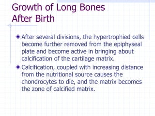 Growth of Long Bones
After Birth
After several divisions, the hypertrophied cells
become further removed from the epiphyseal
plate and become active in bringing about
calcification of the cartilage matrix.
Calcification, coupled with increasing distance
from the nutritional source causes the
chondrocytes to die, and the matrix becomes
the zone of calcified matrix.
 