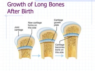 Growth of Long Bones
After Birth
 