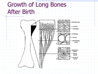 Growth of Long Bones
After Birth
 