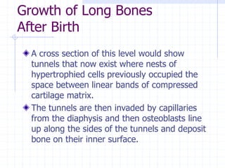Growth of Long Bones
After Birth
A cross section of this level would show
tunnels that now exist where nests of
hypertrophied cells previously occupied the
space between linear bands of compressed
cartilage matrix.
The tunnels are then invaded by capillaries
from the diaphysis and then osteoblasts line
up along the sides of the tunnels and deposit
bone on their inner surface.
 