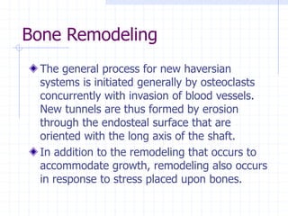Bone Remodeling
The general process for new haversian
systems is initiated generally by osteoclasts
concurrently with invasion of blood vessels.
New tunnels are thus formed by erosion
through the endosteal surface that are
oriented with the long axis of the shaft.
In addition to the remodeling that occurs to
accommodate growth, remodeling also occurs
in response to stress placed upon bones.
 