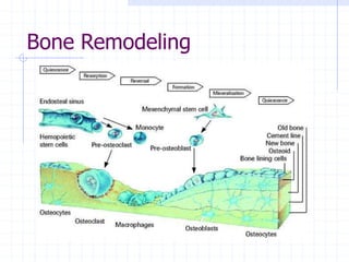 Bone Remodeling
 