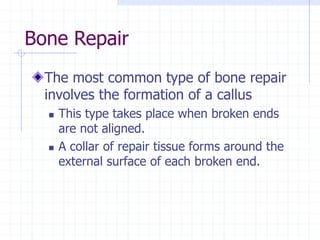 Bone Repair
The most common type of bone repair
involves the formation of a callus
 This type takes place when broken ends
are not aligned.
 A collar of repair tissue forms around the
external surface of each broken end.
 