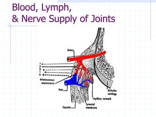 Blood, Lymph,
& Nerve Supply of Joints
 
