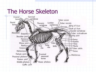 The Horse Skeleton
 