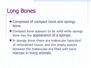 Long Bones
Composed of compact bone and spongy
bone.
Compact bone appears to be solid while spongy
bone has the appearance of a sponge.
In spongy bone, there are trabecular (spicules)
of mineralized tissue, and the empty spaces
between the trabeculae are filled with bone
marrow in living animals.
 