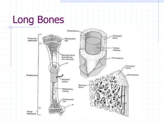 Long Bones
 