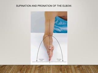 SKELETAL SYSTEM WITH ROM power point slide | PPT