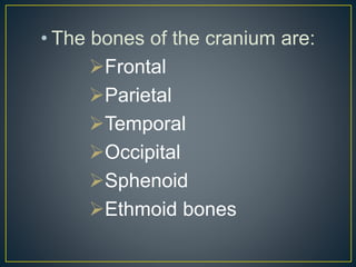 • The bones of the cranium are:
Frontal
Parietal
Temporal
Occipital
Sphenoid
Ethmoid bones
 