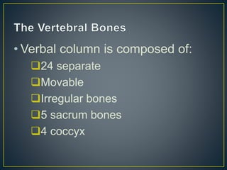 • Verbal column is composed of:
24 separate
Movable
Irregular bones
5 sacrum bones
4 coccyx
 