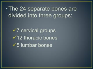 •The 24 separate bones are
divided into three groups:
7 cervical groups
12 thoracic bones
5 lumbar bones
 