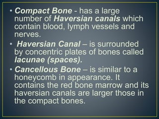 • Compact Bone - has a large
number of Haversian canals which
contain blood, lymph vessels and
nerves.
• Haversian Canal – is surrounded
by concentric plates of bones called
lacunae (spaces).
• Cancellous Bone – is similar to a
honeycomb in appearance. It
contains the red bone marrow and its
haversian canals are larger those in
the compact bones.
 