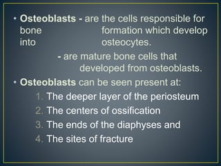 • Osteoblasts - are the cells responsible for
bone formation which develop
into osteocytes.
- are mature bone cells that
developed from osteoblasts.
• Osteoblasts can be seen present at:
1. The deeper layer of the periosteum
2. The centers of ossification
3. The ends of the diaphyses and
4. The sites of fracture
 