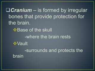 Cranium – is formed by irregular
bones that provide protection for
the brain.
Base of the skull
-where the brain rests
Vault
-surrounds and protects the
brain
 