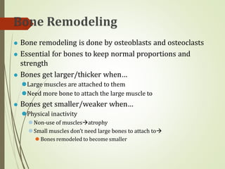 ⚫ Bone remodeling is done by osteoblasts and osteoclasts
⚫ Essential for bones to keep normal proportions and
strength
⚫ Bones get larger/thicker when…
⚫Large muscles are attached to them
⚫Need more bone to attach the large muscle to
⚫ Bones get smaller/weaker when…
⚫Physical inactivity
⚫Non-use of musclesatrophy
⚫Small muscles don’t need large bones to attach to
⚫ Bones remodeled to become smaller
 