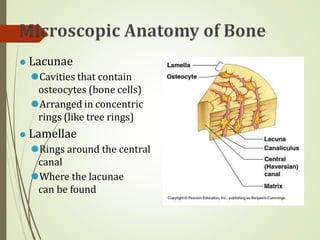 ⚫ Lacunae
⚫Cavities that contain
osteocytes (bone cells)
⚫Arranged in concentric
rings (like tree rings)
⚫ Lamellae
⚫Rings around the central
canal
⚫Where the lacunae
can be found
 