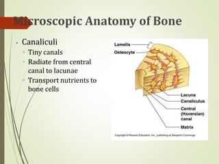 ⦁ Canaliculi
◦ Tiny canals
◦ Radiate from central
canal to lacunae
◦ Transport nutrients to
bone cells
 