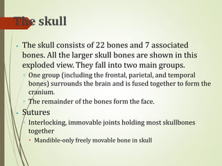⦁ The skull consists of 22 bones and 7 associated
bones. All the larger skull bones are shown in this
exploded view. They fall into two main groups.
◦ One group (including the frontal, parietal, and temporal
bones) surrounds the brain and is fused together to form the
cranium.
◦ The remainder of the bones form the face.
⦁ Sutures
◦ Interlocking, immovable joints holding most skullbones
together
🞄 Mandible-only freely movable bone in skull
 