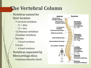 ⦁ Vertebrae named for
their location
◦ 7 cervical vertebrae
🞄 C1 = Atlas
🞄 C2 = Axis
◦ 12 thoracic vertebrae
◦ 5 lumbar vertebrae
◦ Sacrum
🞄 5 fused vertebrae
◦ Coccyx
🞄 4 fused vertebrae
⦁ Vertebrae separated by
fibrocartilage discs
◦ Cushions/absorbs shock
 