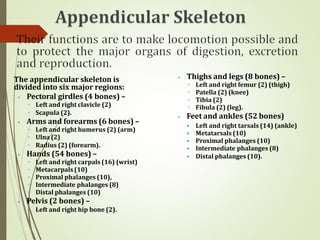 The appendicular skeleton is
divided into six major regions:
⦁ Pectoral girdles (4 bones) –
◦ Left and right clavicle (2)
◦ Scapula (2).
⦁ Arms and forearms (6 bones) –
◦ Left and right humerus (2) (arm)
◦ Ulna (2)
◦ Radius (2) (forearm).
⦁ Hands (54 bones) –
◦ Left and right carpals (16) (wrist)
◦ Metacarpals(10)
◦ Proximal phalanges (10),
◦ Intermediate phalanges (8)
◦ Distal phalanges (10)
⦁ Pelvis (2 bones) –
◦ Left and right hip bone (2).
⦁ Thighs and legs (8 bones) –
◦ Left and right femur (2) (thigh)
◦ Patella (2) (knee)
◦ Tibia (2)
◦ Fibula (2) (leg).
⦁ Feet and ankles (52 bones)
⦁ Left and right tarsals (14) (ankle)
⦁ Metatarsals (10)
⦁ Proximal phalanges (10)
⦁ Intermediate phalanges (8)
⦁ Distal phalanges (10).
 
